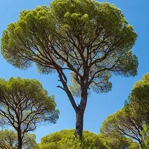 Boostaro Pine Bark Extract ingredient